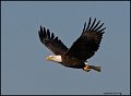 _0SB8986 american bald eagle